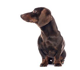 Obraz premium Curious dachshund dog sitting and looking up on white background