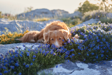 A Nova Scotia Duck Tolling Retriever lies amidst blue wildflowers on rocky ground, enjoying the...