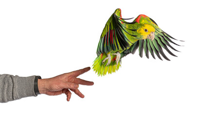 Colorful Yellow-headed Parrot flying towards hand on white background