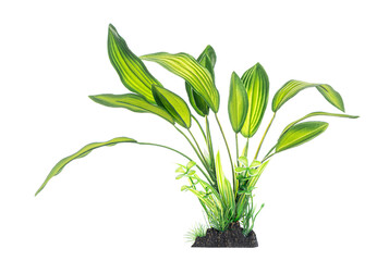 Lush green artificial aquatic plant with long leaves on white background