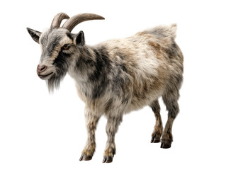 Fototapeta premium Adorable gray and brown goat isolated on 3d pet art farm cute white horns on transparent background