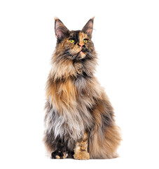 Studio shot of a maine coon cat sitting and looking away against a white backdrop
