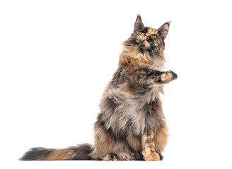 Playful maine coon cat raising paw and looking up on white background