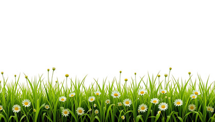 Natural Beauty: Lush Grass and White Daisies with Yellow Centers Stand Out Against Plain White.