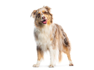Australian shepherd tilting head and smiling on white background
