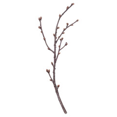 Bare cherry tree branch. Hand drawn watercolor illustration of leafless bough on isolated background. Botanical drawing of wooden stick. For invitations, happy holidays, greeting cards, posters.