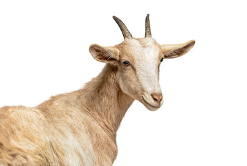 Goat standing on white background looking backwards