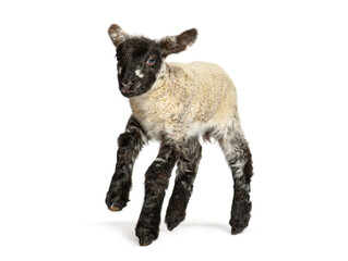 Cute lamb jumping and running on white background