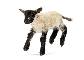 Cute lamb jumping and running on white background