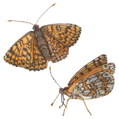 Orange butterflies. Wing underside view and open-winged of a spotted fritillary. Hand drawn watercolor illustration of spring Insect with Intricate patterns on wings on isolated background.