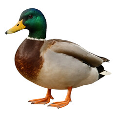 Obraz premium Male Mallard Duck Portrait Vibrant Green Head Detailed Feathers, isolated transparent background