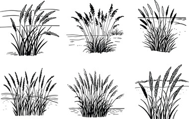 Graphic set of wild grass clumps in black and white ink style