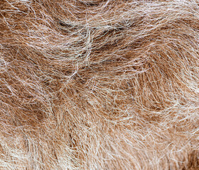 Close up showing soft brown and white animal fur texture