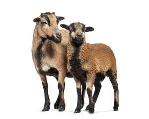 Cameroon sheep ewe and lamb standing together on white background