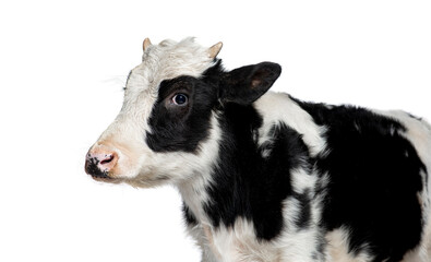 Black and white dairy cow on white background