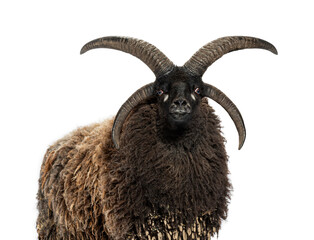 Majestic Jacob sheep showing its impressive horns on white background