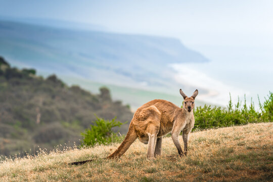 Kangaroo in Deep Creek, South Australia