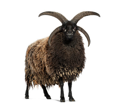 Majestic jacob sheep standing proudly, showcasing impressive four horns