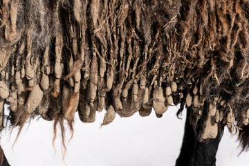 Close up of matted, dirty, and unshorn fleece on a sheep, highlighting neglect of animal care