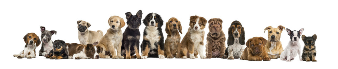 Row of various puppies sitting and lying down isolated on transparent background © Eric Isselée