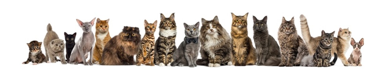 Large group of cats posing on transparent background © Eric Isselée