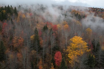 Autumn Foggy Mountainside
