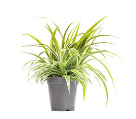 Chlorophytum comosum, spider plant growing in grey pot on white background