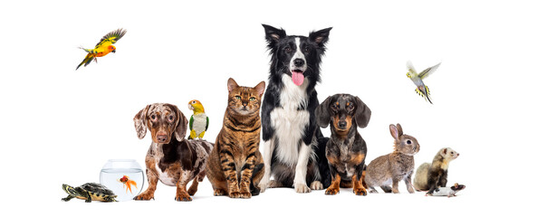 Large group of pets posing together on white background