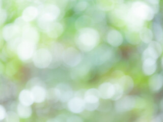 Fototapeta premium 木漏れ日の様子。爽やかな光の風景。