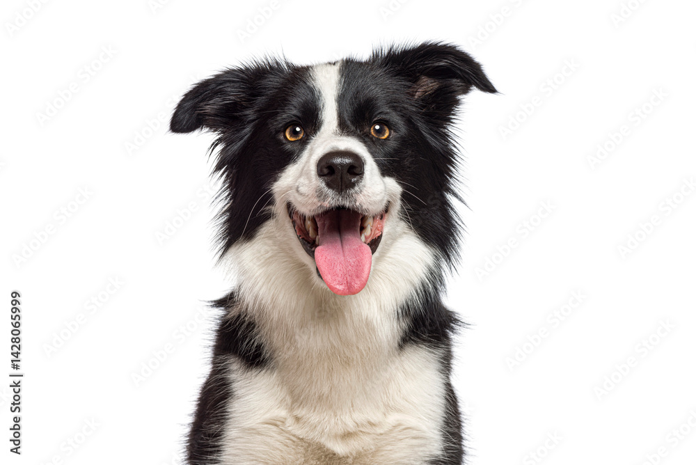 Aufkleber head shot of a black and white happy border collie panting and smiling on a white background, remast