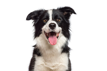 Head shot of a black and white Happy border collie panting and smiling on a white background, remastered