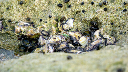 Oysters are attached to coral. Oyster is the common name for several different families of saltwater bivalve molluscs that live in marine or brackish habitats.