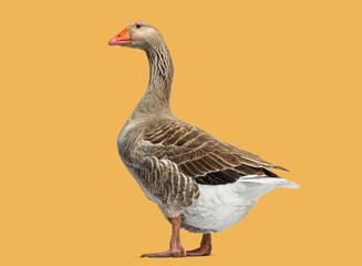 Full body portrait of a single domestic goose, Anser anser domesticus, standing, isolated on orange