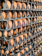 Stacks of fresh eggs in black trays