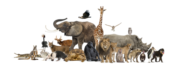 Large group of wild animals posing together on transparent background