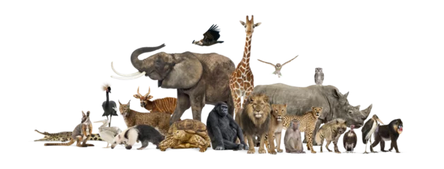 Wanddecoratie Large group of wild animals posing together on transparent background © Eric Isselée