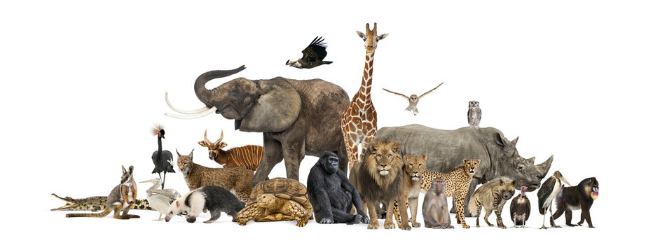 Fototapeta Large group of wild animals posing together on transparent background