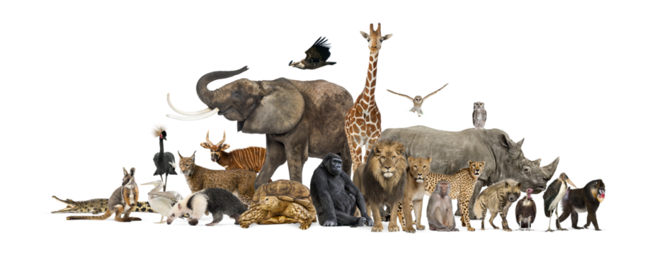 Large group of wild animals posing together on transparent background