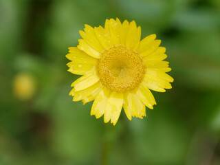 background composed of a beautiful yellow daisy