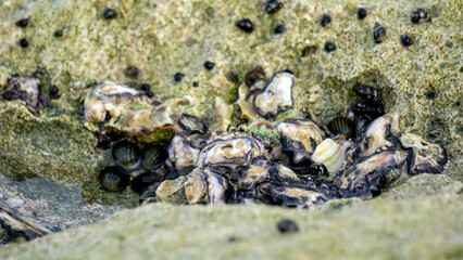 Oysters are attached to coral. Oyster is the common name for several different families of saltwater bivalve molluscs that live in marine or brackish habitats.