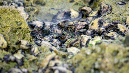 Oysters are attached to coral. Oyster is the common name for several different families of saltwater bivalve molluscs that live in marine or brackish habitats.