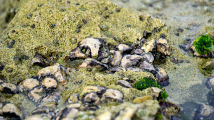 Oysters are attached to coral. Oyster is the common name for several different families of saltwater bivalve molluscs that live in marine or brackish habitats.