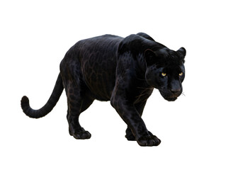 Black Panther Image: Wild Cat Photo transparent background