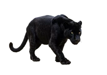 Fototapeten Panther Black Panther Image: Wild Cat Photo transparent background  © mahboob