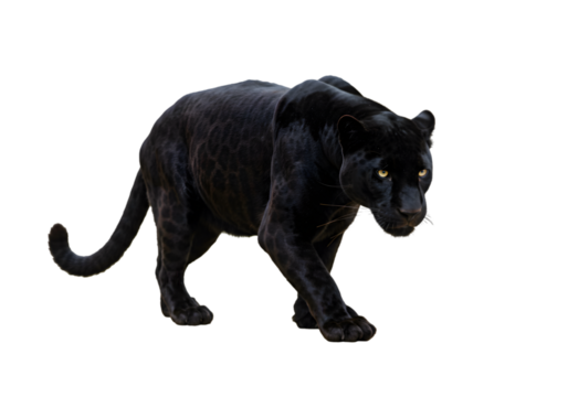 Black Panther Image: Wild Cat Photo transparent background