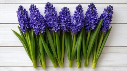 Fototapeta premium Neatly aligned blue hyacinths on a rustic white wooden background, top-down floral layout