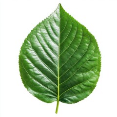 Obraz premium Detailed Close-Up of a Fresh Green Leaf with Veins and Texture on a White Background