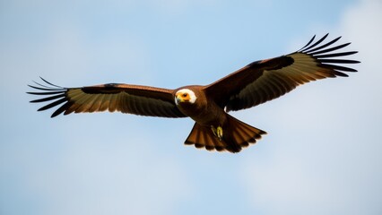 Obraz premium Marsh Harrier Flying In Blue Sky