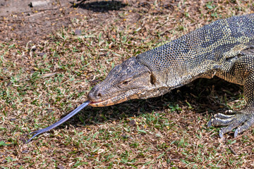 Asian Water Monitor lizard (Varanus salvator) on the grass in Lumphini Park, Bangkok, Thailand. Tongue extended. 
