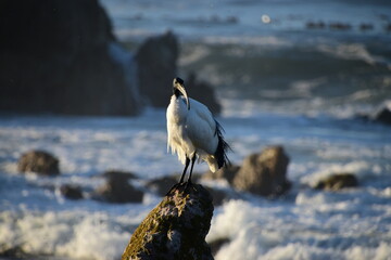 Graceful African sacred ibis Threskiornis aethiopicus at Rocky ocean areas during sunset 